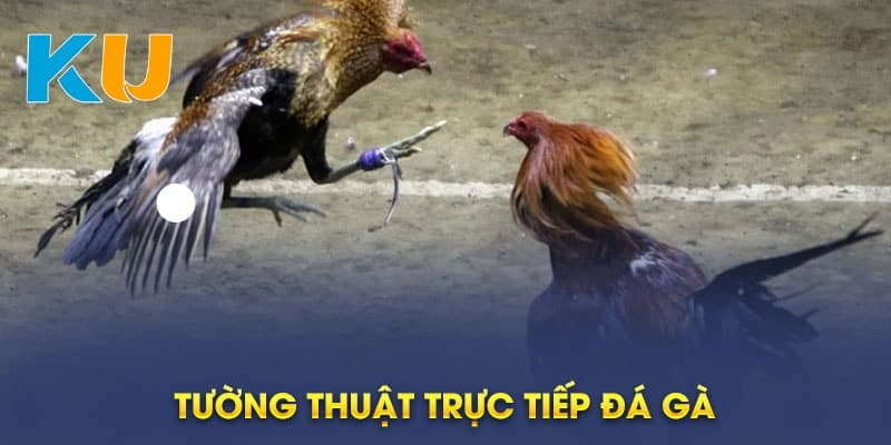 Đá gà trực tuyến